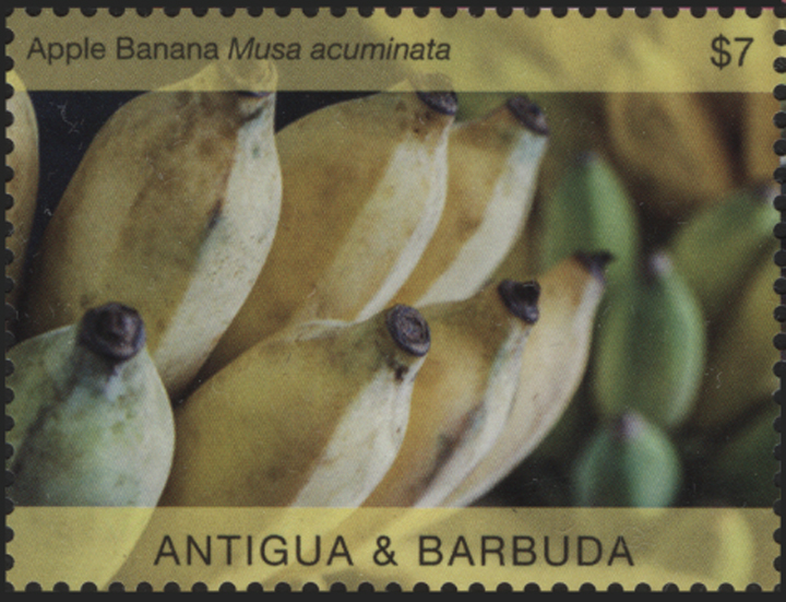 Antigua Banana Stamp