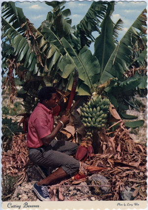 Cutting Bananas Postcard