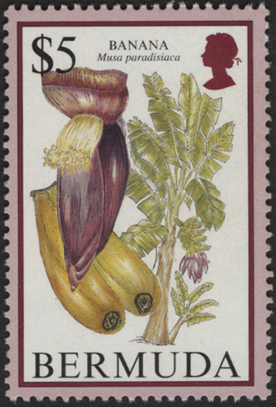 Bermuda Banana Stamp