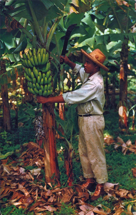 Banana Tree on Post Card