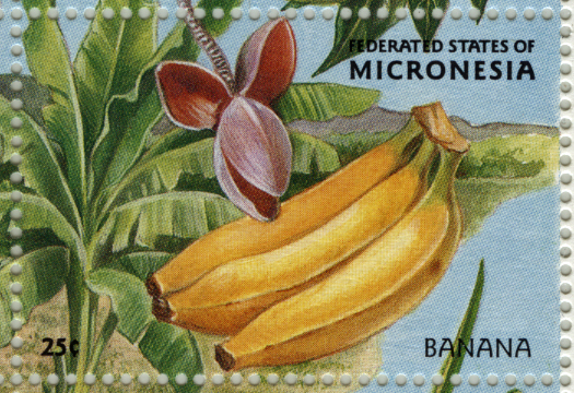 Micronesia Banana Stamp
