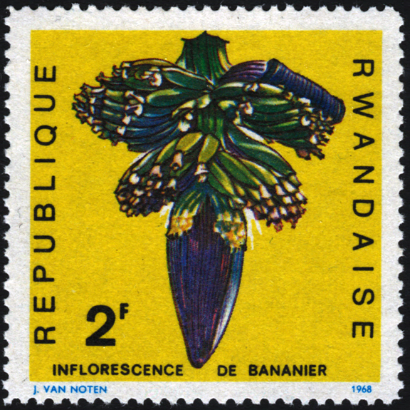 2fr Banana Flower