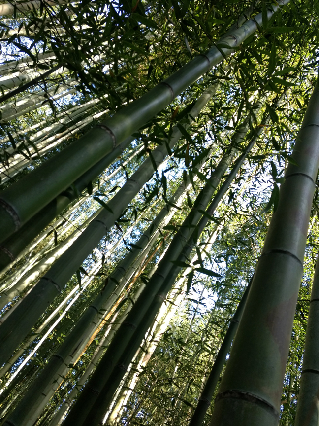 Arashiyama Bamboo Grove