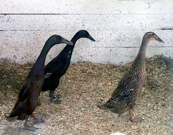Indian Runner Ducks