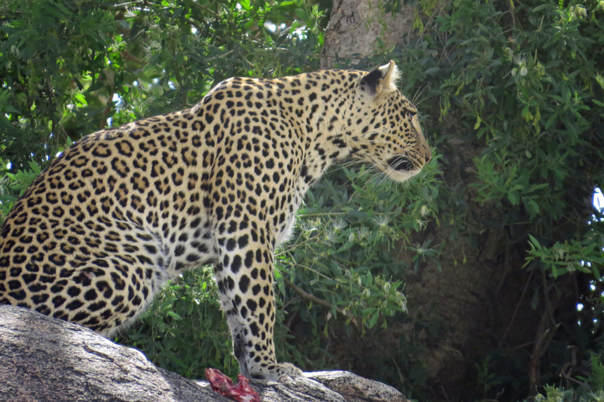 Leopard on Kopji