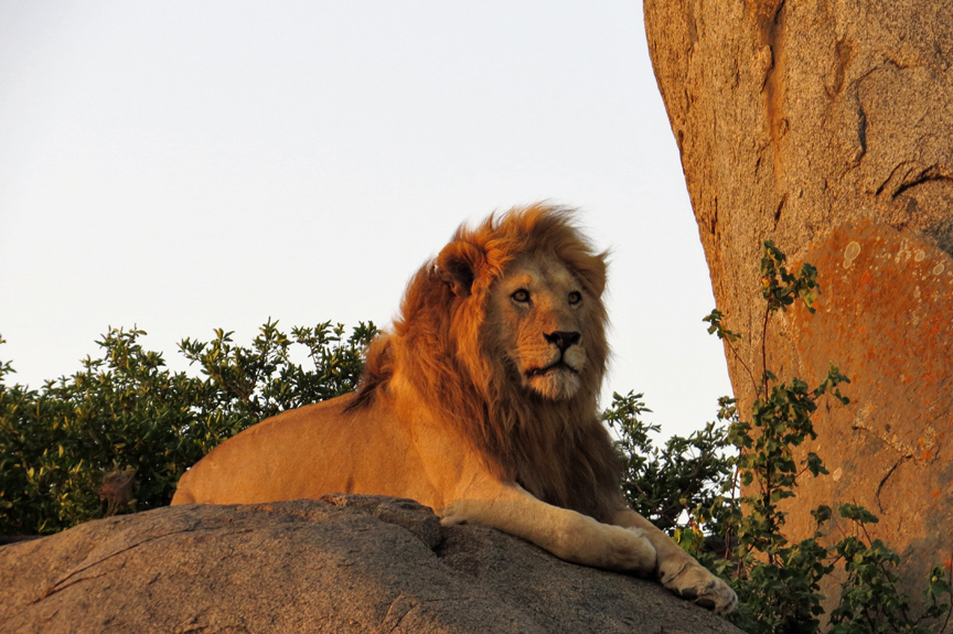Lion on Kopji