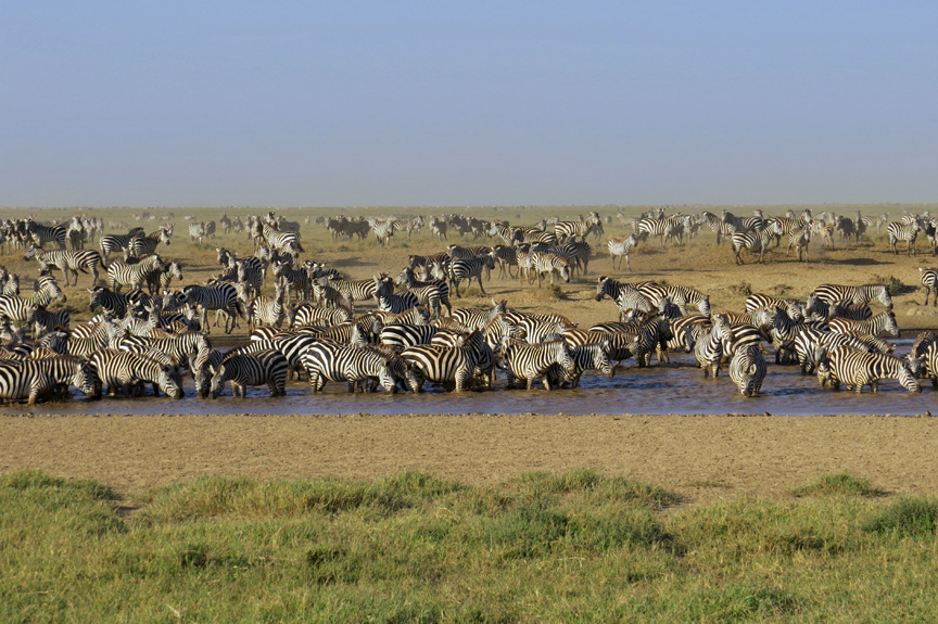 Herd of Zebras