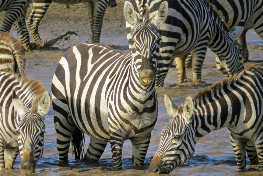 Zebras