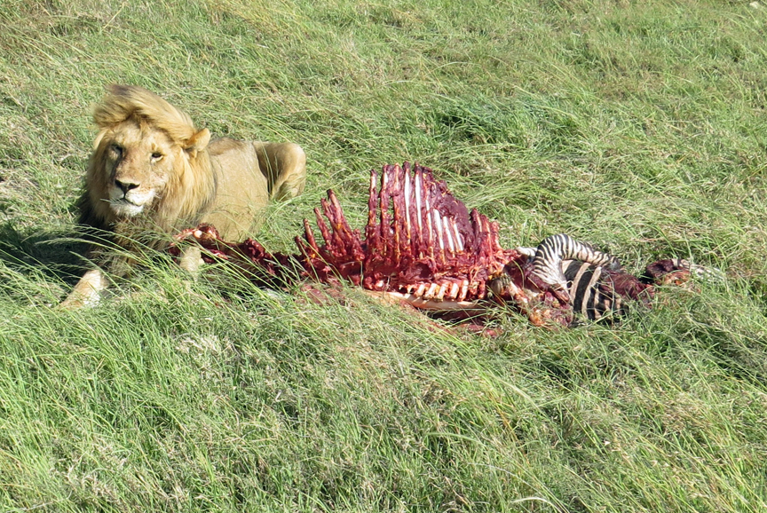 lion with zebra kill