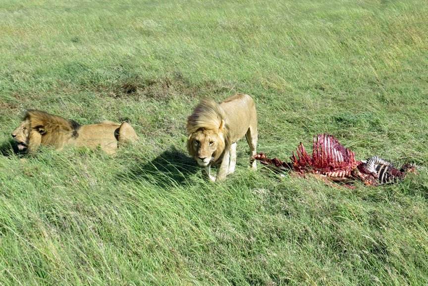 lion with zebra kill approaching vehicle
