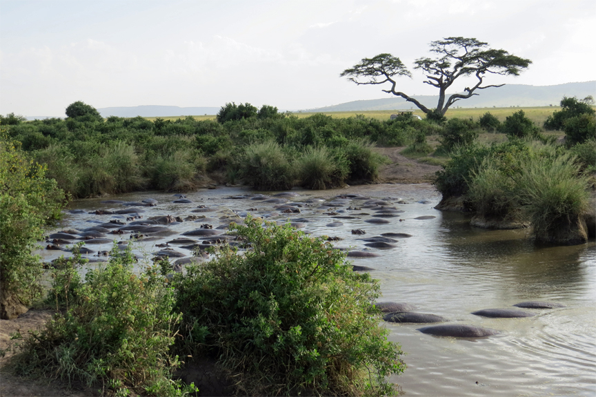approach to a hippo pool