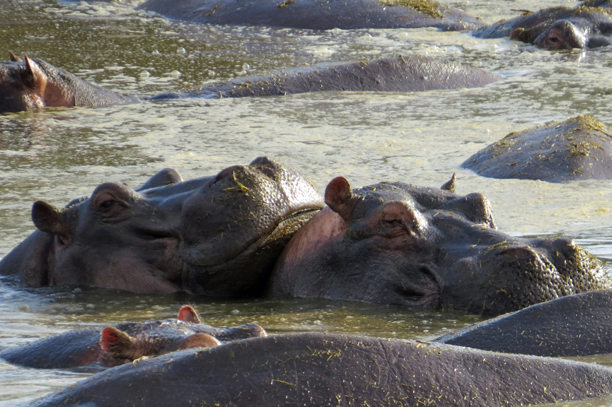 hippo pool