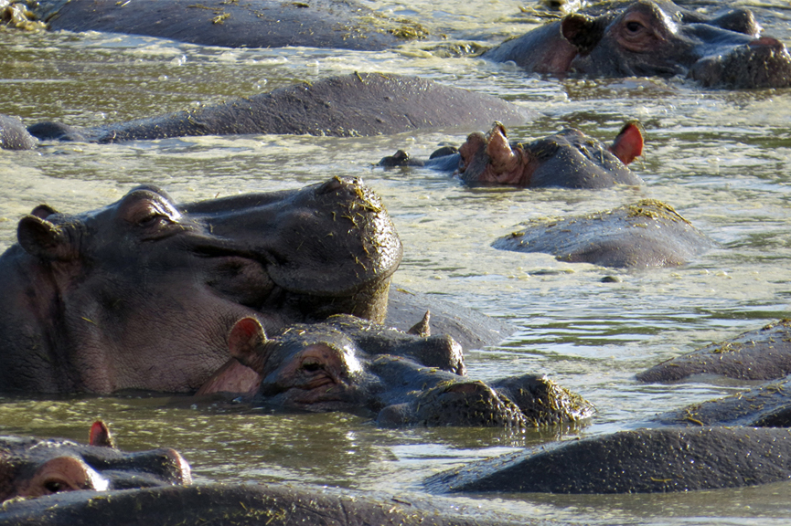 hippo pool