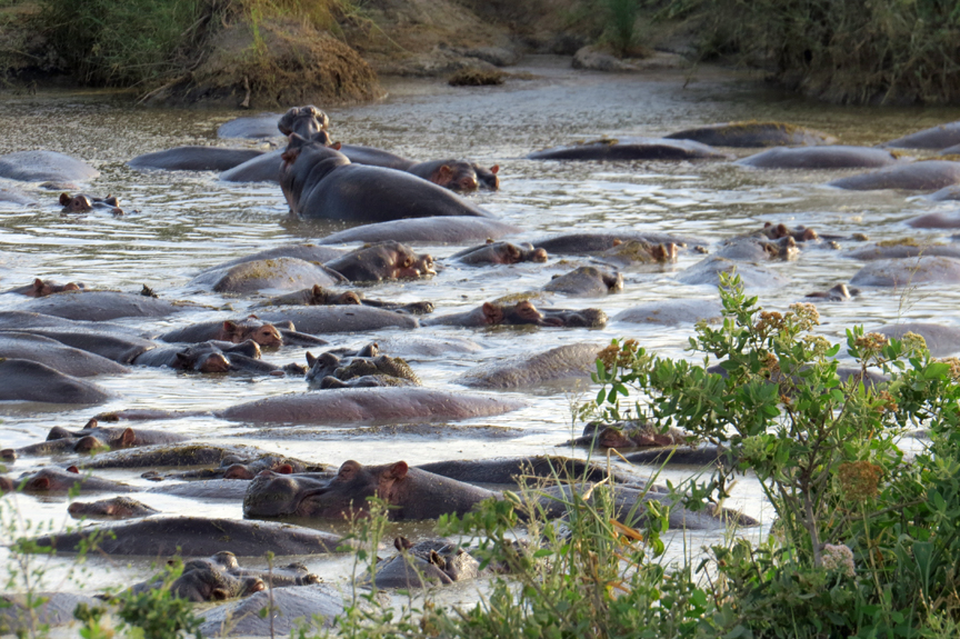 hippo pool