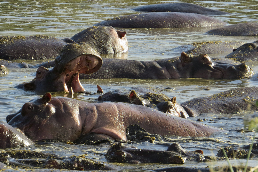 hippo pool