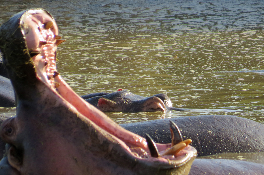 hippo pool