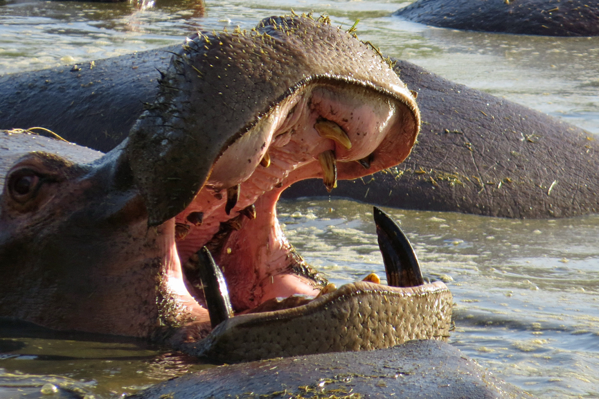 hippo pool