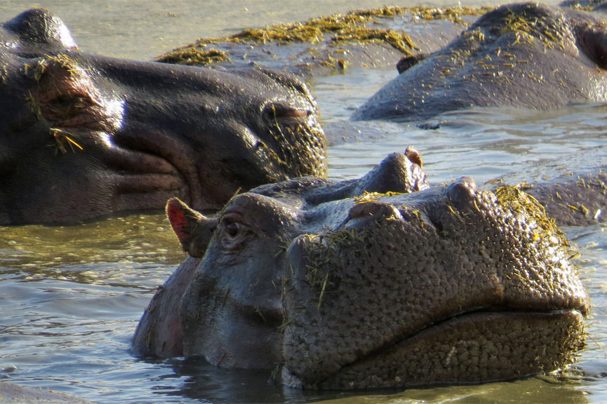 hippo pool