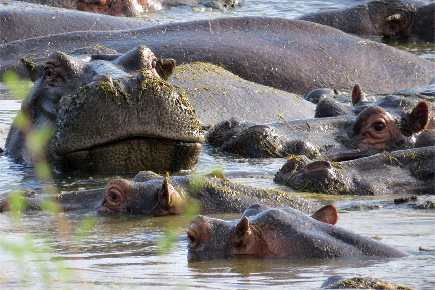 hippo pool