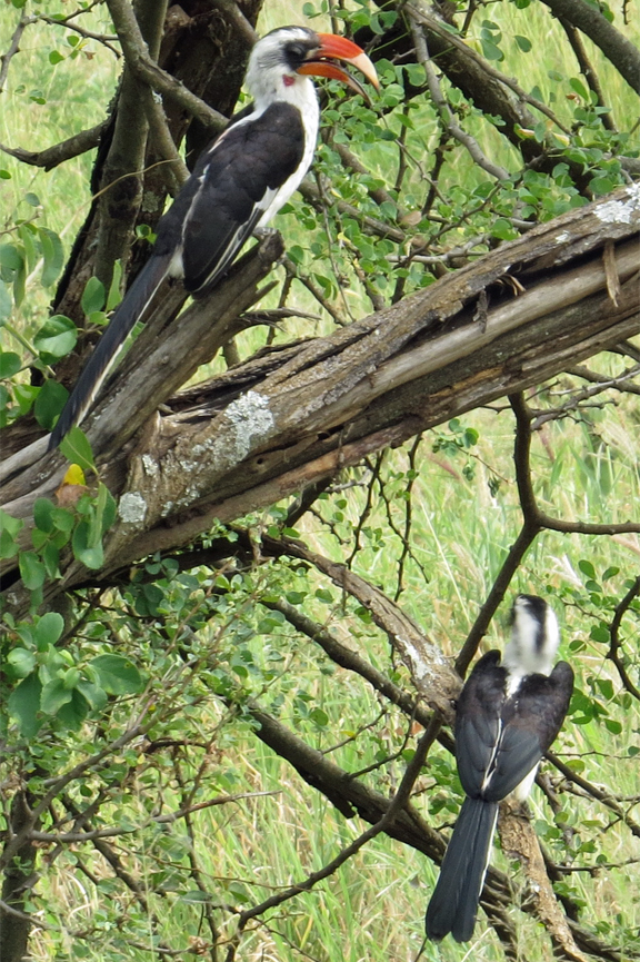 Von der Decken's Hornbill, Tockus deckeni