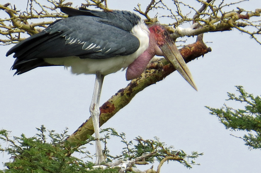 maribou stork