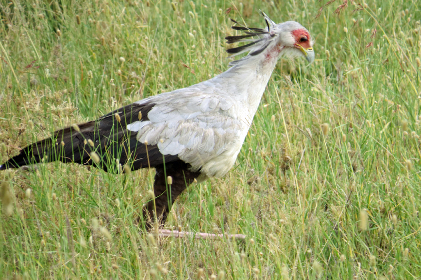 secretary bird