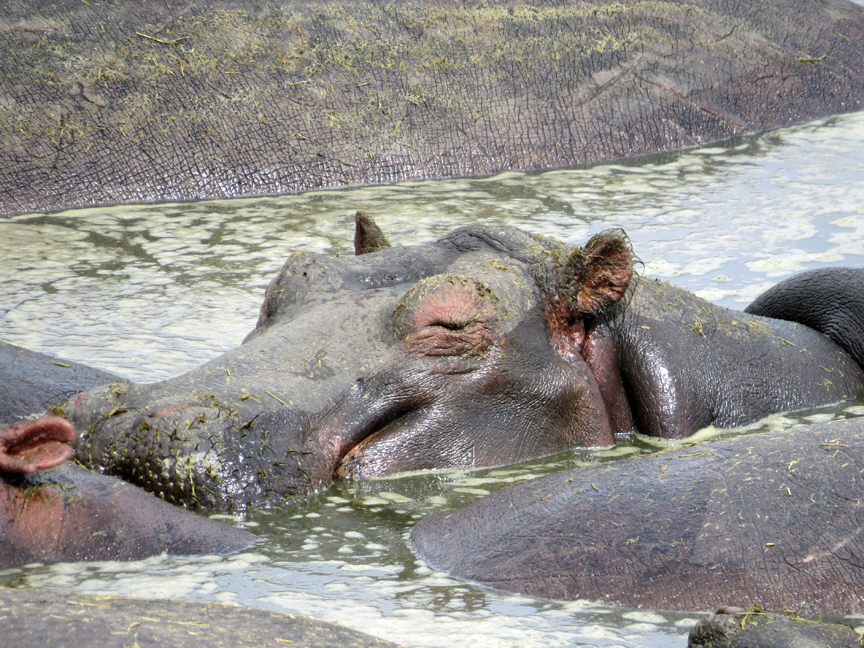 Hippo Pool