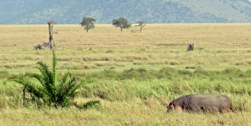 Hippopotamus Browsing