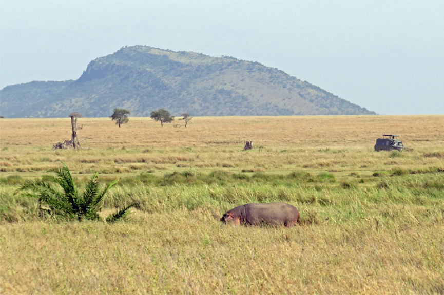 Hippopotamus Browsing