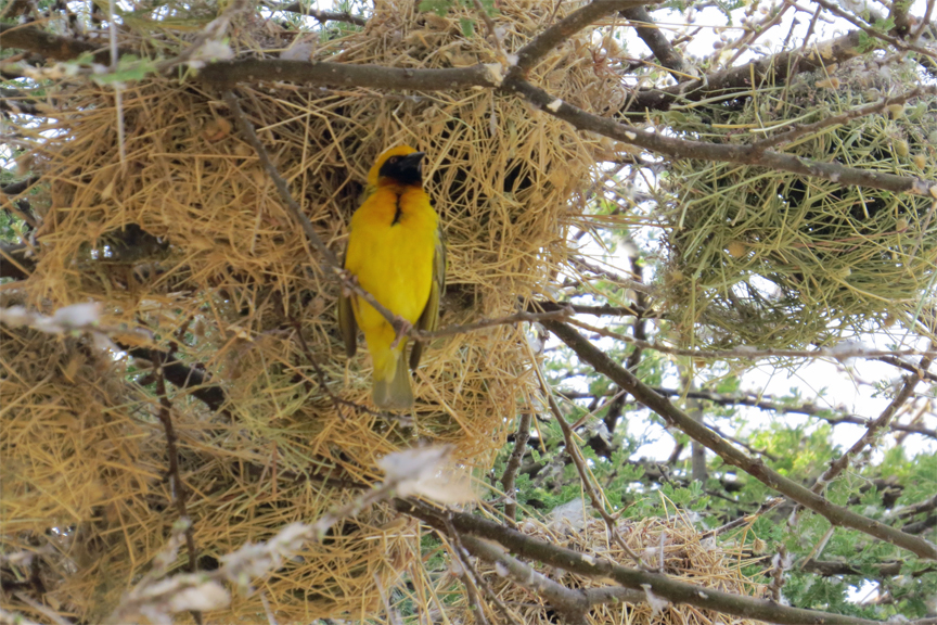 Baglafecht weaver