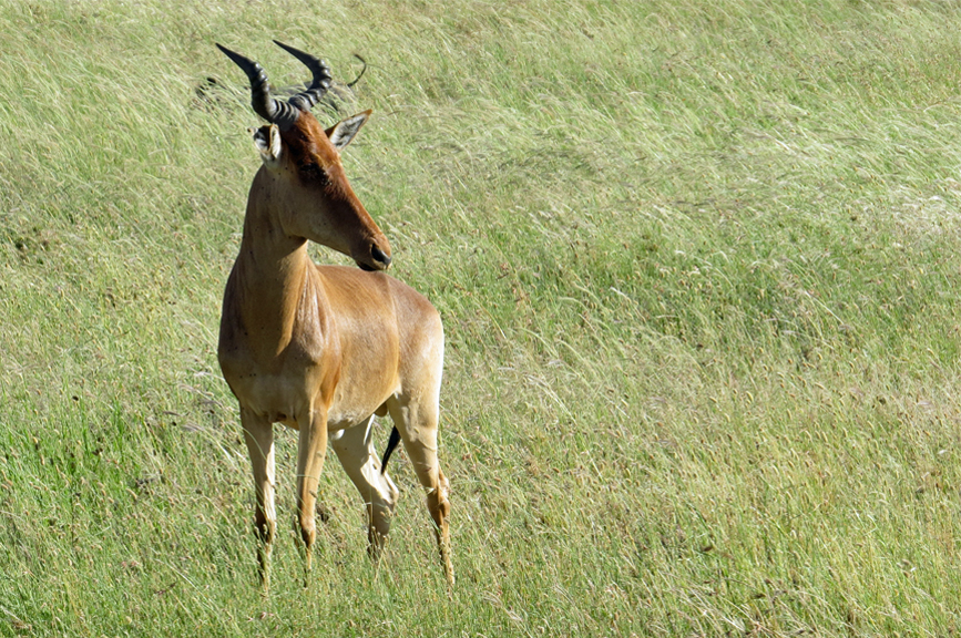 hartebeest