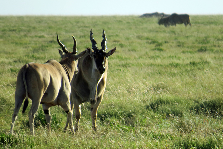 eland