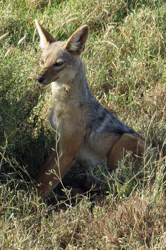 black-backed jackal