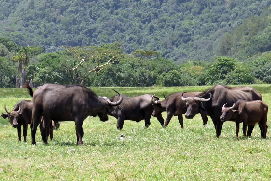 African Buffalo in Arusha NP
