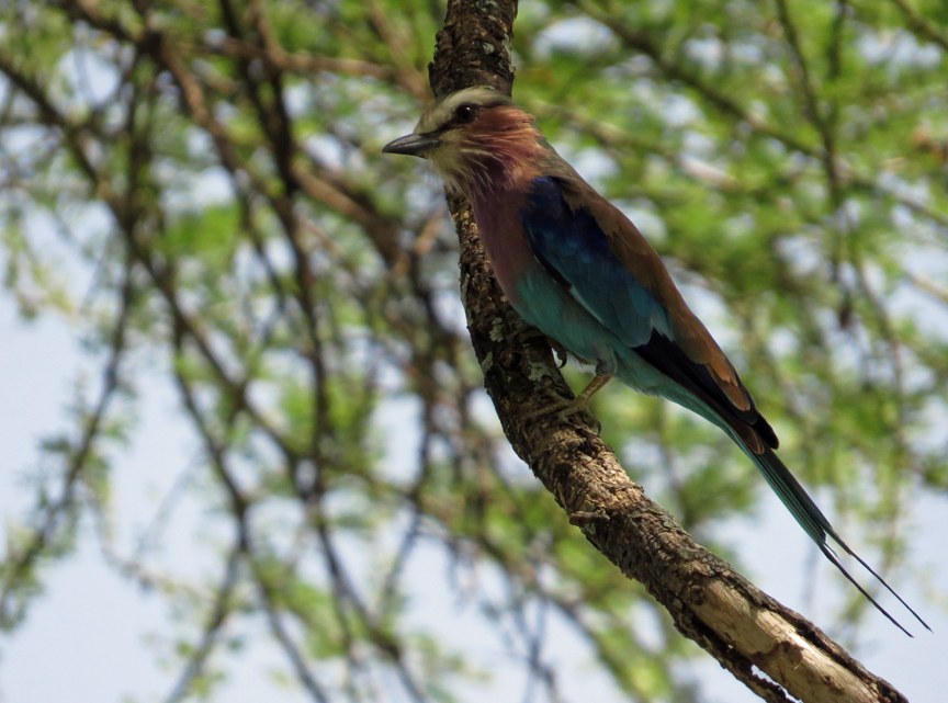 Bird