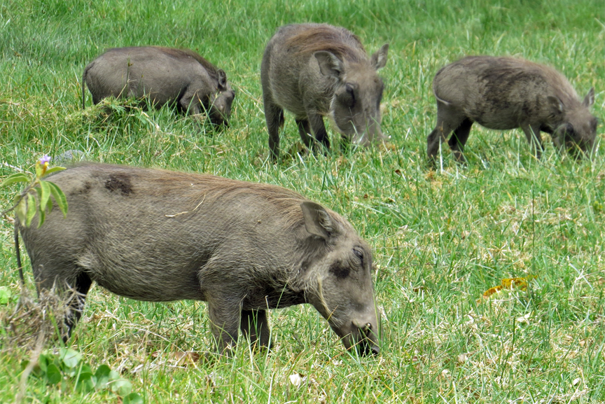warthogs