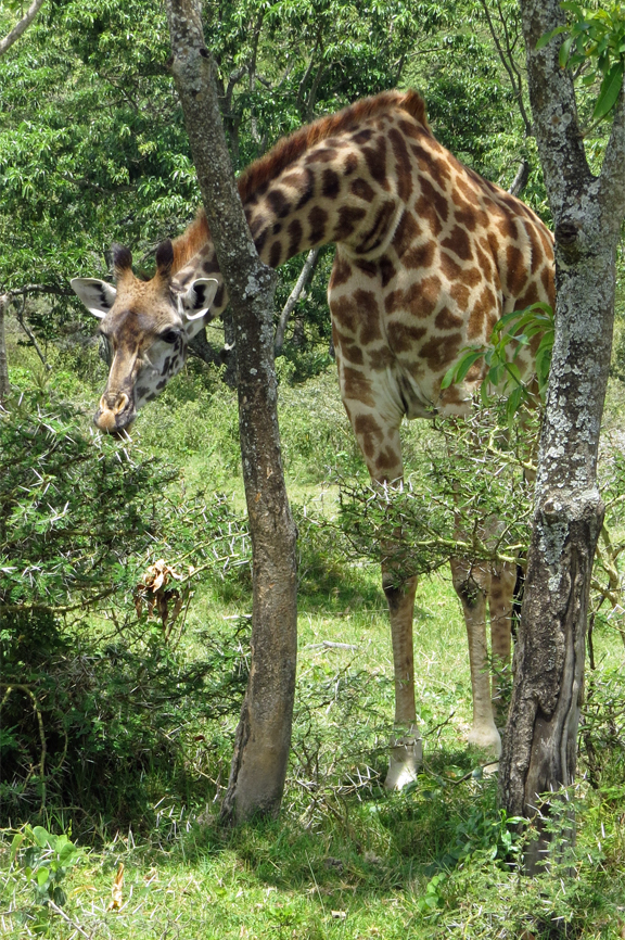 Giraffe Eating