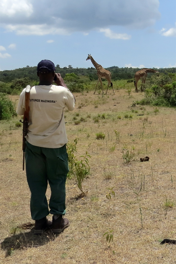 Guide and Giraffes