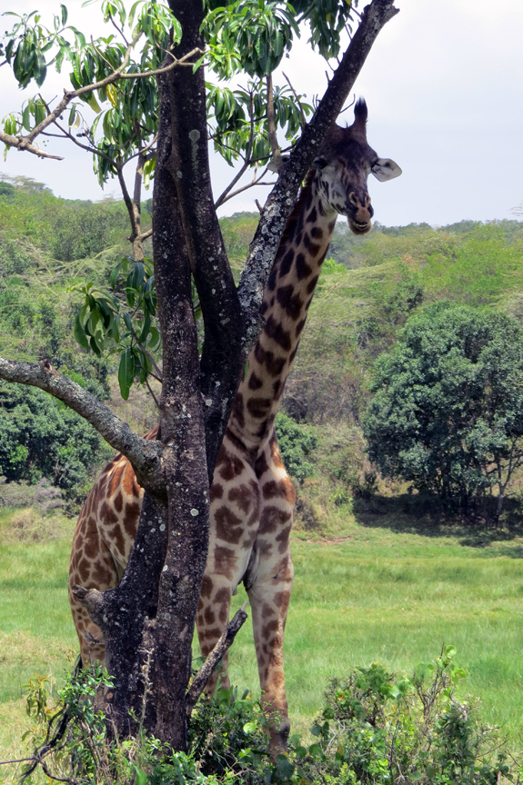 Giraffes behind tree