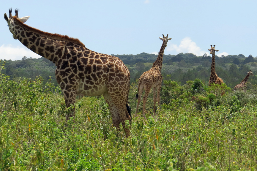 Four Giraffes