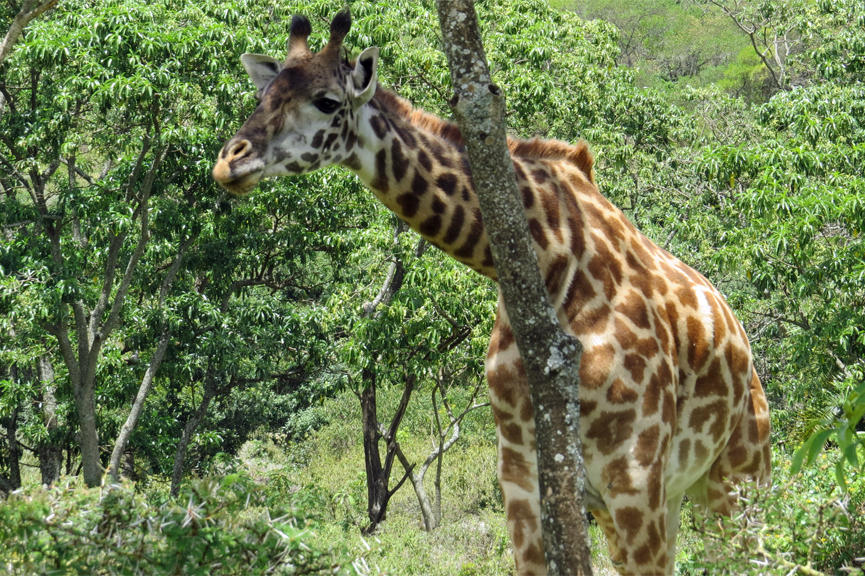 One Giraffe