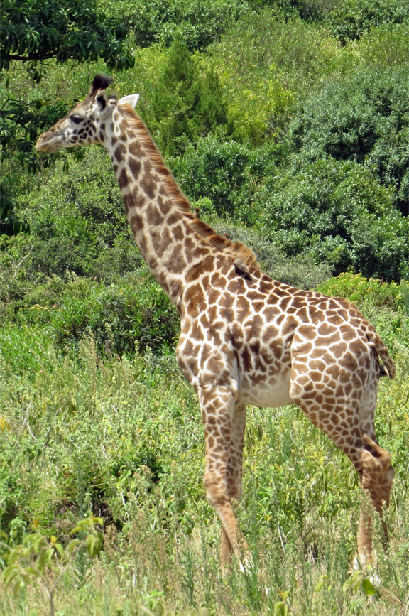 One Giraffe