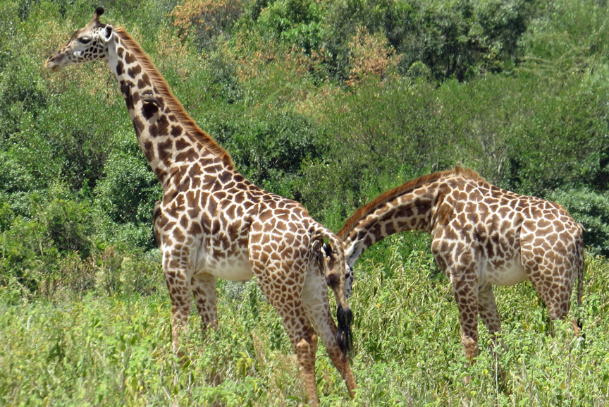 One Giraffe
