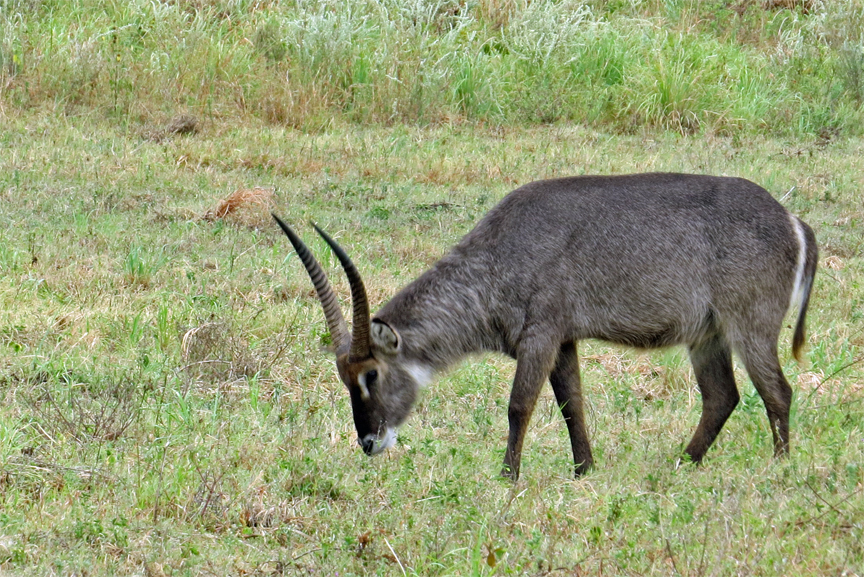 waterbuck