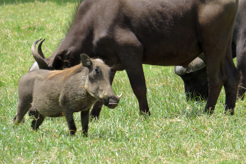 warthog with buffalo