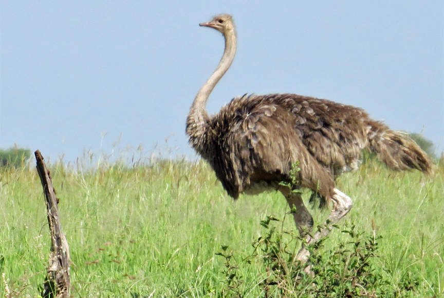 ostrich in Tarangire NP