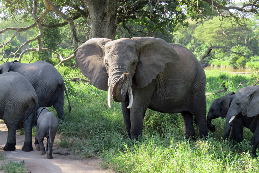 elephant
