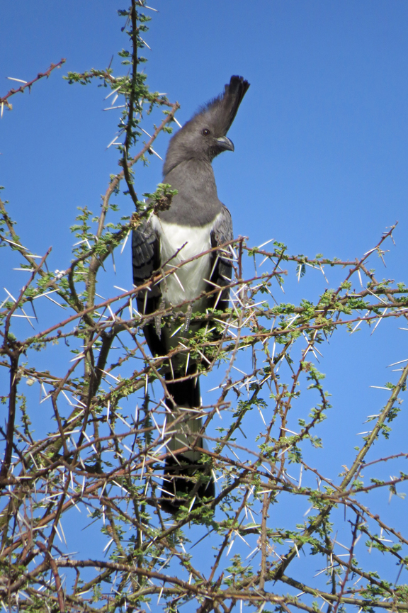 White-bellied go-away-bird