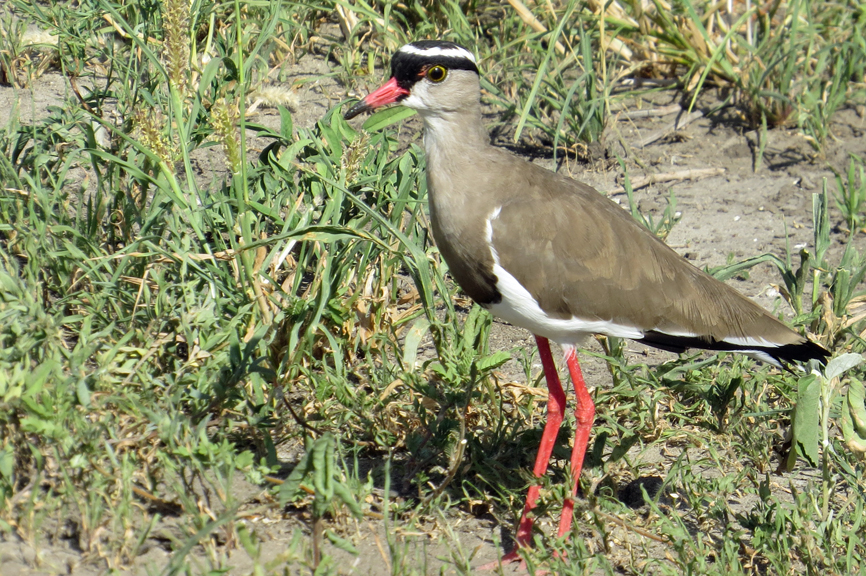 crowned lapwing