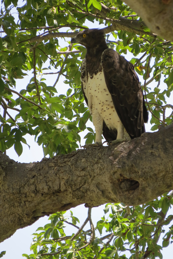 martial eagle